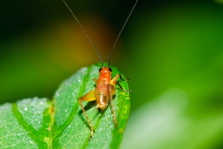 Field Cricketの写真素材
