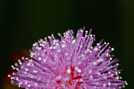 fresh water droplets on leaf close up as in after rainの写真素材