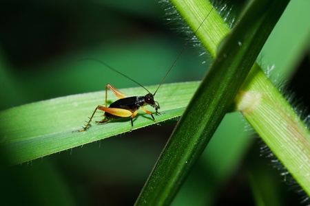 Field Cricketの写真素材