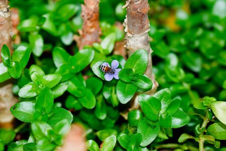 a bee on flowerの写真素材