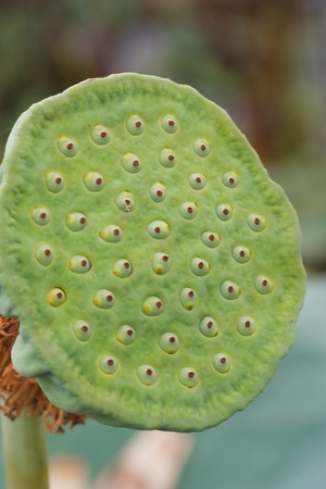 Lotus seeds Species flowerの写真素材