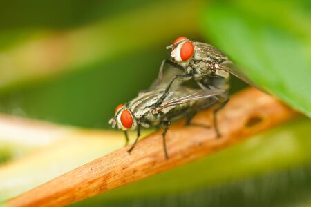 Fly on the grass.の写真素材