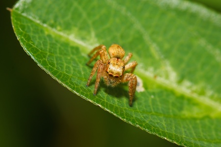 spider on leafの写真素材