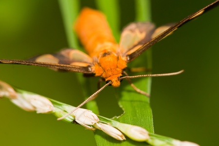 butterfly on leafの写真素材