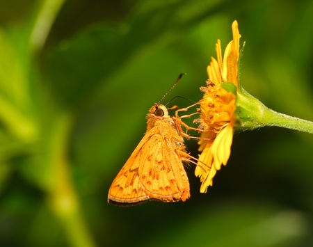 butterfly thailandの写真素材