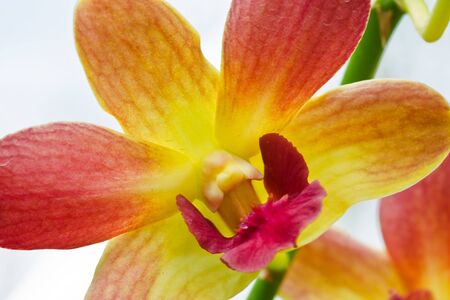 Thai orchidの写真素材