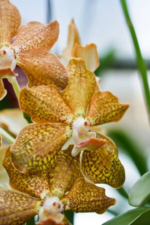 Thai orchid