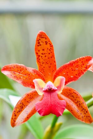 Thai orchidの写真素材