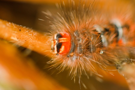 Hair worms.の写真素材