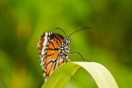 butterfly thailand
