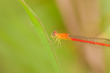 Dragonflyの写真素材