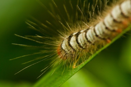 Hair worms.の写真素材