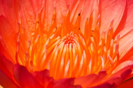 Lotus macro shooting.の写真素材