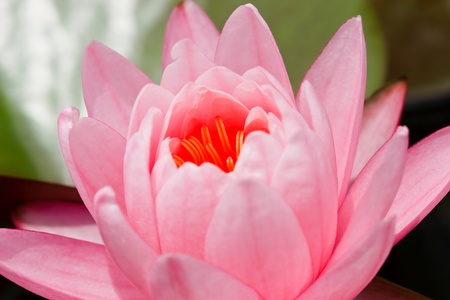 Lotus macro shooting.の写真素材