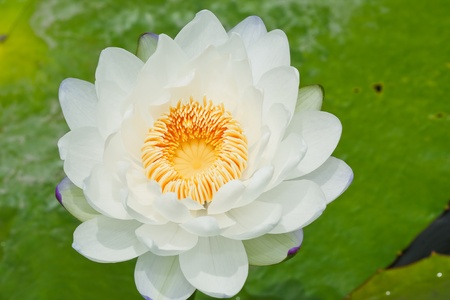 Lotus macro shooting.の写真素材