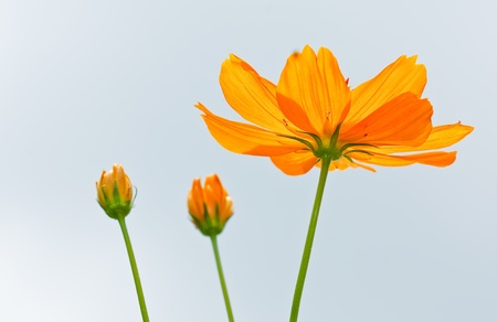 Yellow Cosmos flowerの写真素材