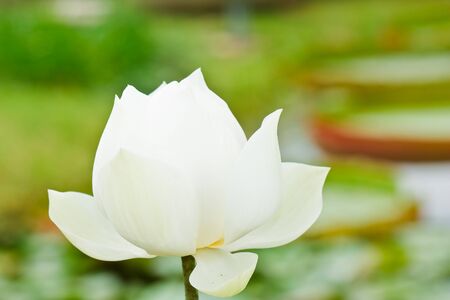 Lotus macro shooting.の写真素材