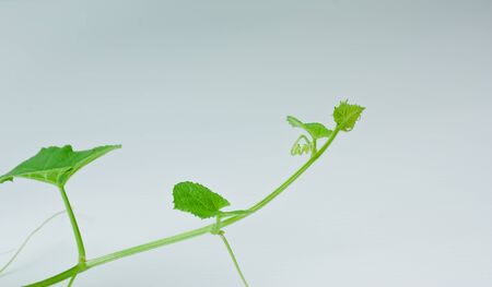 Young melonの写真素材