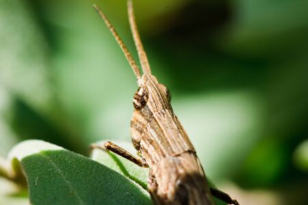 grasshopper on leaf