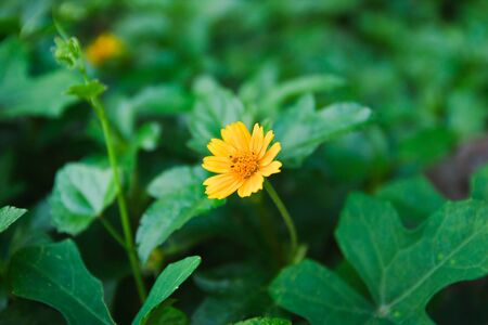 Yellow flowers.の写真素材