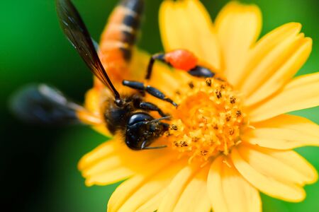 Yellow flowers.の写真素材