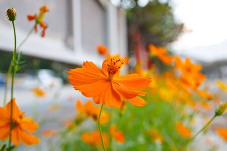 Yellow Cosmos flowerの写真素材