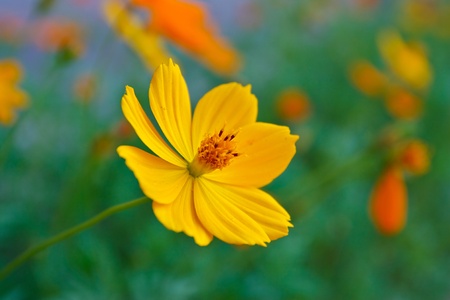 Yellow Cosmos flowerの写真素材