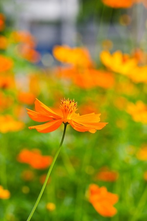Yellow Cosmos flowerの写真素材