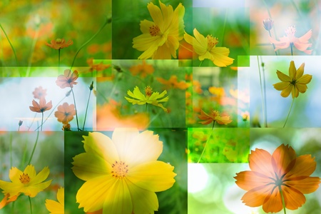 flower  texture background の写真素材