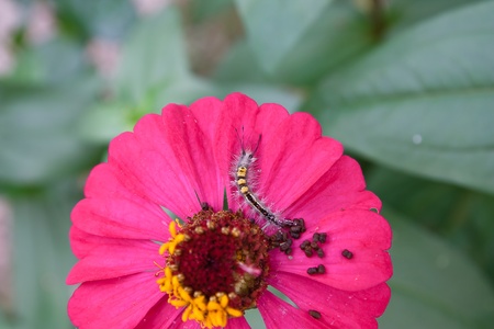 Worm on the flowers.の写真素材