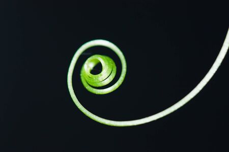 clef like vineの写真素材