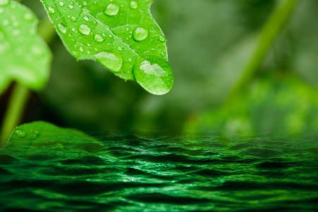 Green leaves and a water drop の写真素材