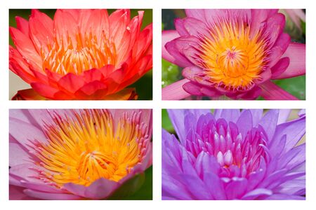 water lily の写真素材