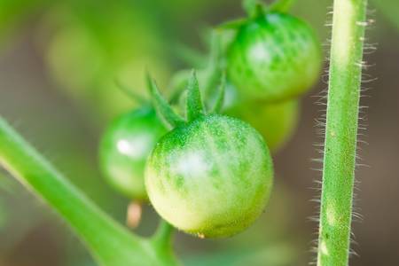 Close up of fresh tomatoes still on the plantの写真素材