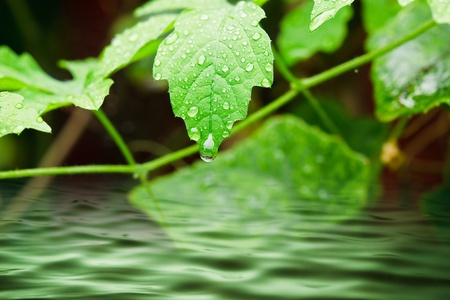 fresh water droplets on leaf close up as in after rainの写真素材