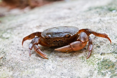 Thai crab.の写真素材