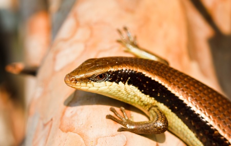 lizard ,thailand の写真素材