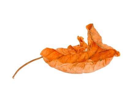 Leaves on a white background.の写真素材