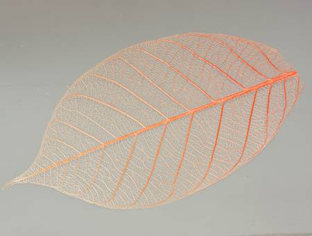a transparent leaf.の写真素材
