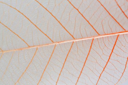 a transparent leaf.