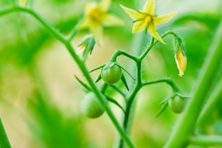 Tomato flowers.の写真素材