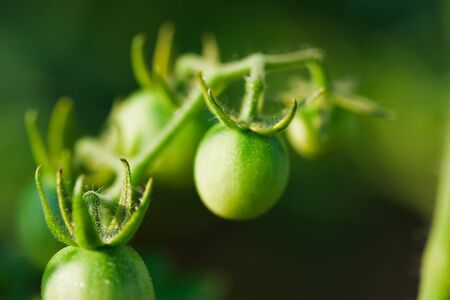 Close up of fresh tomatoes still on the plantの写真素材