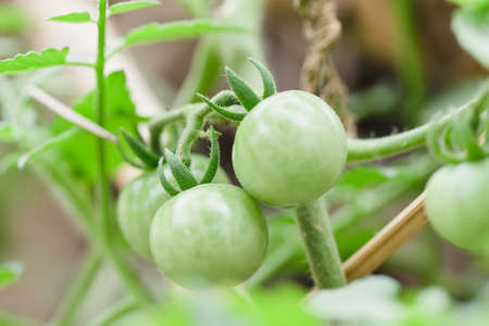 Close up of fresh tomatoes still on the plantの写真素材