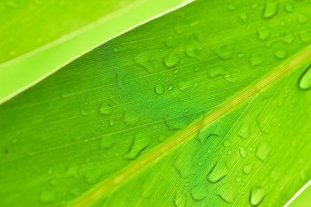 fresh water droplets on leaf close up as in after rain