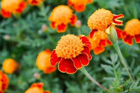 Marigold flower