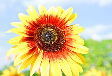 beautiful yellow Sunflower