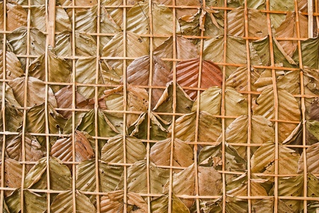 leaf wall texture is natural wallの写真素材