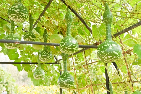 The gourds in the garden.の写真素材