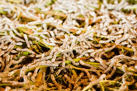 Silk worm eating mulberry green leaf