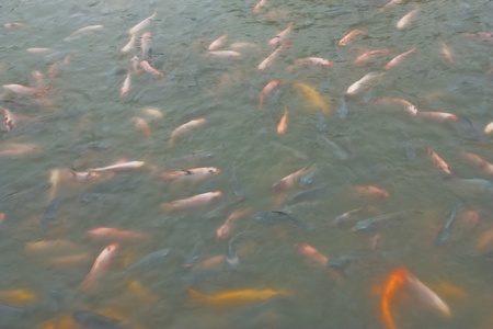 a school of colorful koi carps surfaces in a feeding frenzyの写真素材